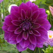 Dahlia Large Flowers Decorative 'Thomas Edison'